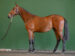 Jackaroo
