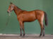 Jitterbug