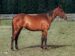 Shiraz Boko