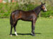 Conrads Jeppe