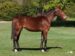 Gaby Barosso