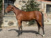 Epona Brodda