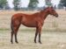 Champ Dame Jeanne