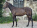 Garzon Balasto